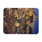HAUPTSTADT REEF NATIONAL PARK, UT, US, Cottonwood Magnet (Horizontal)