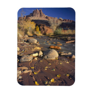 HAUPTSTADT REEF NATIONAL PARK, UT, US, Cottonwood Magnet