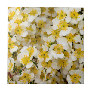 Hauptstadt Reef National Park, Utah, USA 3 Fliese