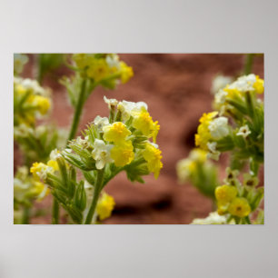 Hauptstadt Reef National Park, Utah, USA 5 Poster