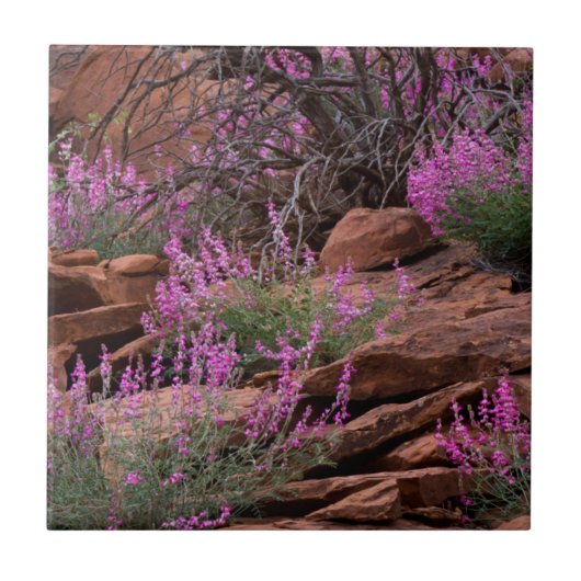 Hauptstadt Reef National Park, Utah, USA Fliese (Vorderseite)