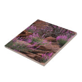 Hauptstadt Reef National Park, Utah, USA Fliese (Seite)