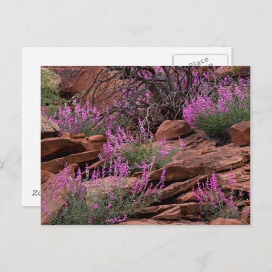 Hauptstadt Reef National Park, Utah, USA Postkarte (Vorne/Hinten)