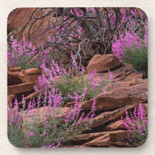 Hauptstadt Reef National Park, Utah, USA Untersetzer (Vorderseite)