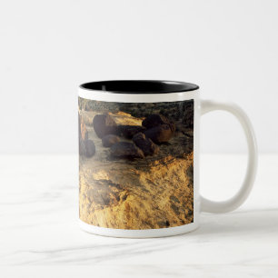 HAUPTSTADT REEF NATIONAL PARK, UTAH. USA. ZWEIFARBIGE TASSE