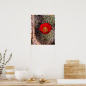 Hauptstadt Reef Nationalpark, Claret Cup Cactus Poster (Küche)