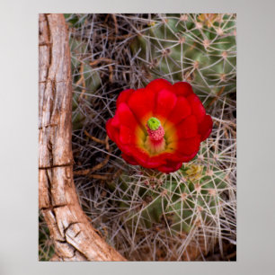 Hauptstadt Reef Nationalpark, Claret Cup Cactus Poster
