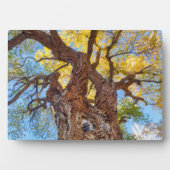 Hauptstadt Reef Nationalpark, Cottonwood Tree Fotoplatte (Vorderseite)