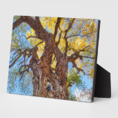 Hauptstadt Reef Nationalpark, Cottonwood Tree Fotoplatte (Seite)