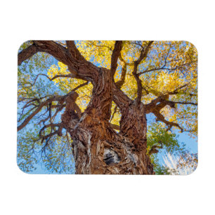 Hauptstadt Reef Nationalpark, Cottonwood Tree Magnet