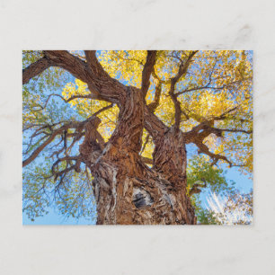 Hauptstadt Reef Nationalpark, Cottonwood Tree Postkarte