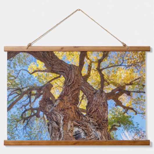 Hauptstadt Reef Nationalpark, Cottonwood Tree Wandteppich Mit Holzrahmen (Vorne)