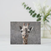 Hauptvorderansicht der Giraffe Postkarte (Stehend Vorderseite)