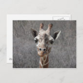 Hauptvorderansicht der Giraffe Postkarte (Vorne/Hinten)
