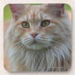 Hauptwaschbärkatze Getränkeuntersetzer