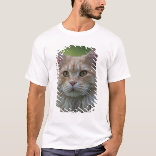 Hauptwaschbärkatze T-Shirt (Vorderseite)