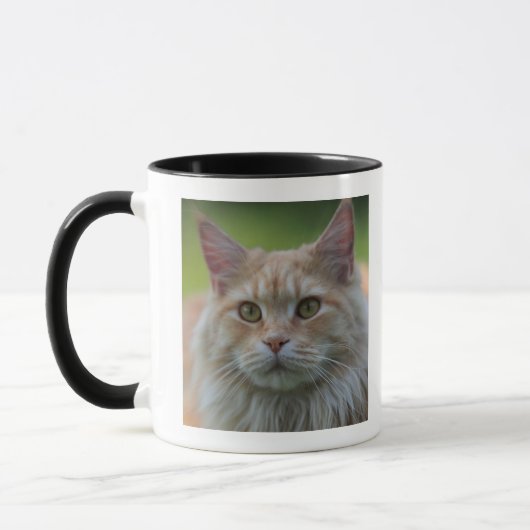 Hauptwaschbärkatze Tasse (Links)