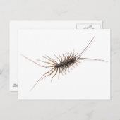HAUS CENTIPEDE. POSTKARTE (Vorne/Hinten)