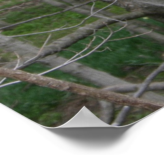 Haus Farnsworth, Woods Poster (Ecke)