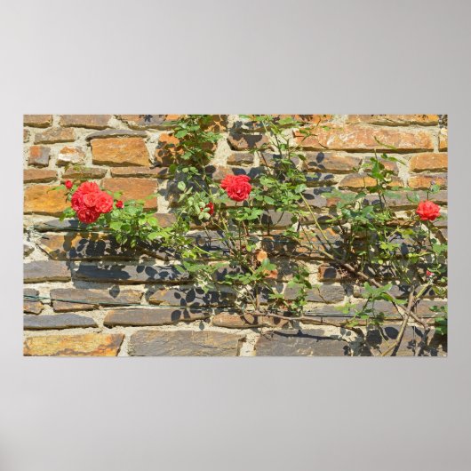 Haus mit Rose am sonnigen Tag Poster (Vorne)