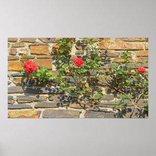 Haus mit Rosen an einem sonnigen Tag Poster