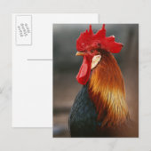 Haus- oder Hofhahn Postkarte (Vorne/Hinten)