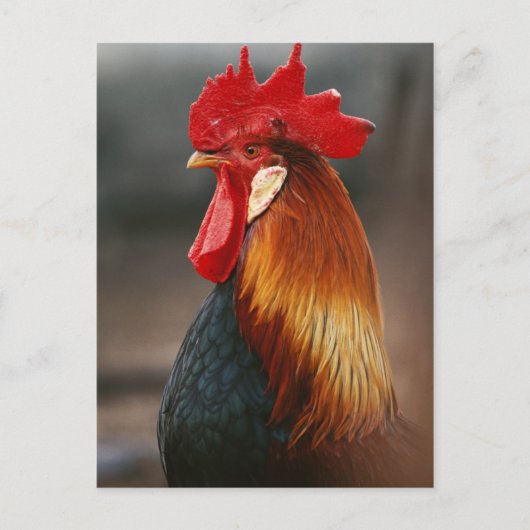 Haus- oder Hofhahn Postkarte (Vorderseite)