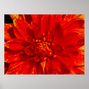Haus Orange dahlia Poster
