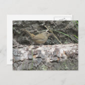 Haus-Zaunkönig Postkarte (Vorne/Hinten)