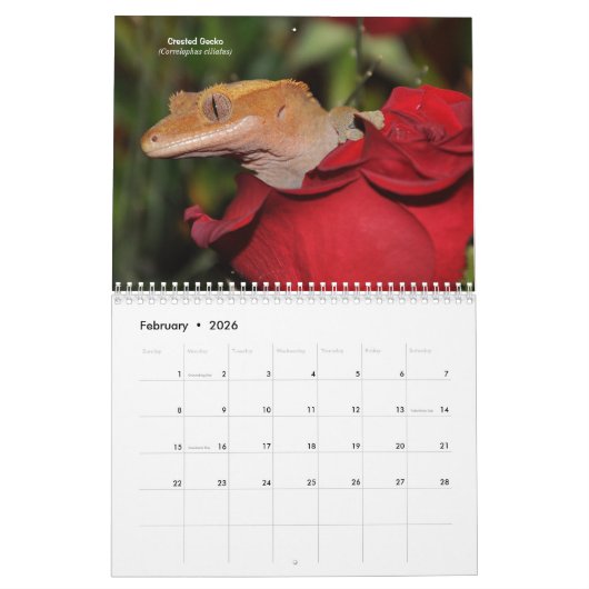 Hausechsen Kalender (Feb 2026)