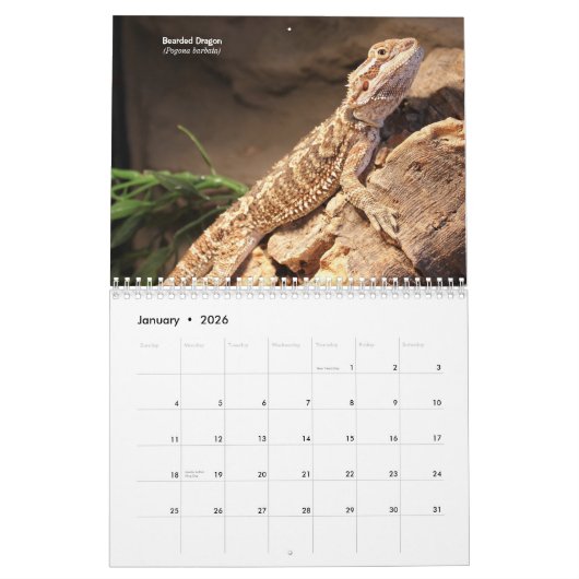 Hausechsen Kalender (Jan 2026)