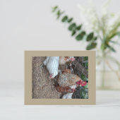 Hausgeflügel niedlich postkarte (Stehend Vorderseite)