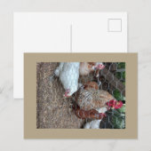 Hausgeflügel niedlich postkarte (Vorne/Hinten)