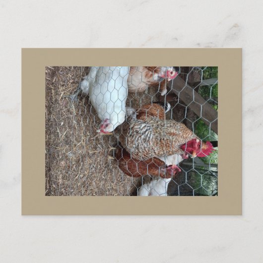 Hausgeflügel niedlich postkarte (Vorderseite)
