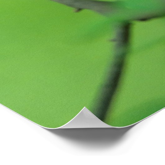 Haushahn mit Henne auf Ast,New Hampshire, Haushuhn Poster (Ecke)