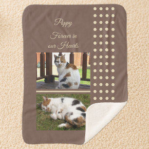 Hauskatze, braun und creme, Fotos hinzufügen Sherpadecke