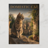 Hauskatze Garten Hof TIER