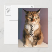 Hauskatze in einer Geschäft Krawatte Postkarte (Vorne/Hinten)