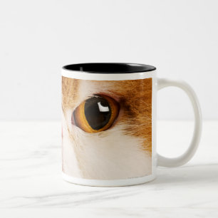 Hauskatze. Kaliko-Harlekin-Perser. Nahes hohes Zweifarbige Tasse
