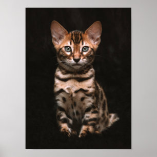 Hauskatze Kitten Leopard Spots Poster