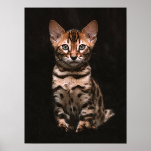 Hauskatze Kitten Leopard Spots Poster (Vorne)