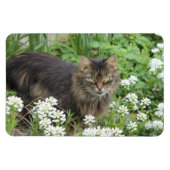 Hauskatze Magnet (Horizontal)