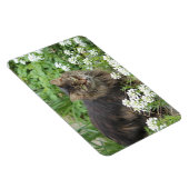 Hauskatze Magnet (Rechte Seite)