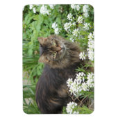 Hauskatze Magnet (Vertikal)