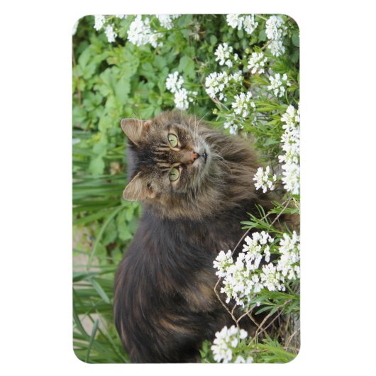 Hauskatze Magnet (Vertikal)