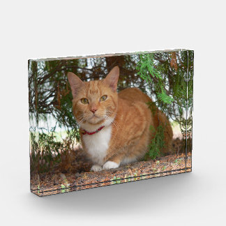 Hauskatze Orange Ginger Tabby Fotoblock