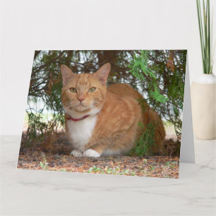 Hauskatze Orange Ginger Tabby Karte