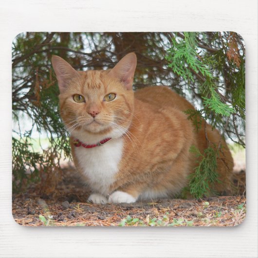 Hauskatze Orange Ginger Tabby Mousepad (Vorne)