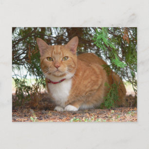 Hauskatze Orange Ginger Tabby Postkarte