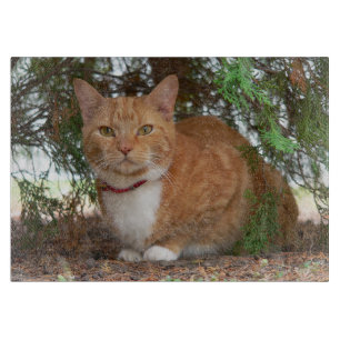 Hauskatze Orange Ginger Tabby Schneidebrett